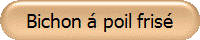 Bichon � poil fris�