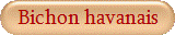 Bichon havanais