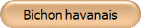Bichon havanais
